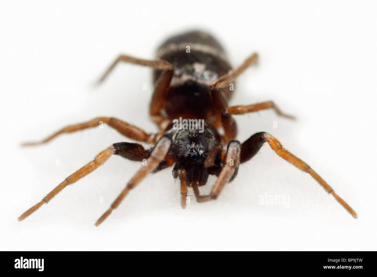 Eine weibliche Boden Spider (Micaria Pulicaria), frontalen Blick auf weißem Hintergrund. Boden-Spinnen sind Teil der Familie Gnaphosidae. Stockfoto