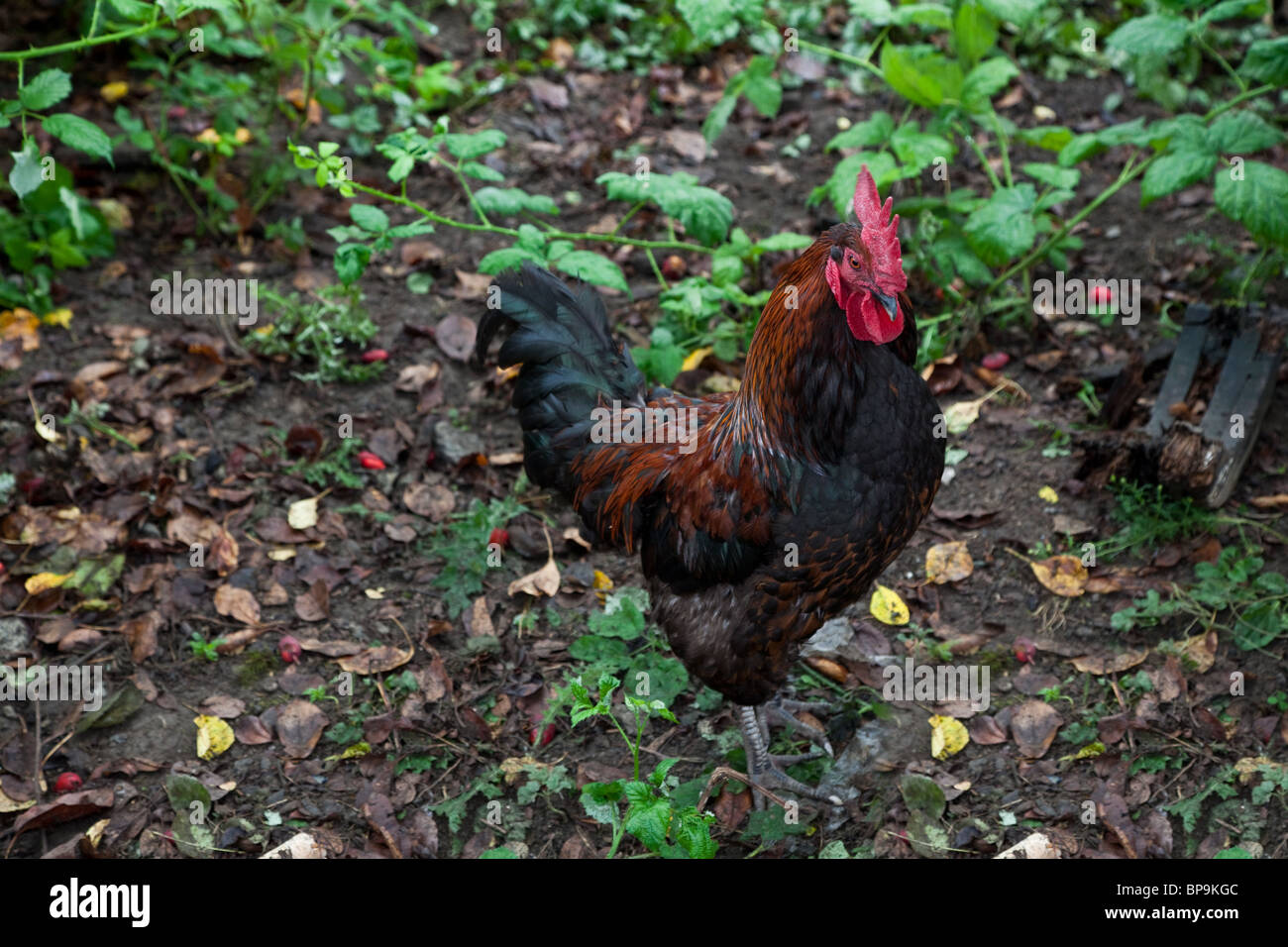 Bunte Hahn in der Nähe erschossen Stockfoto