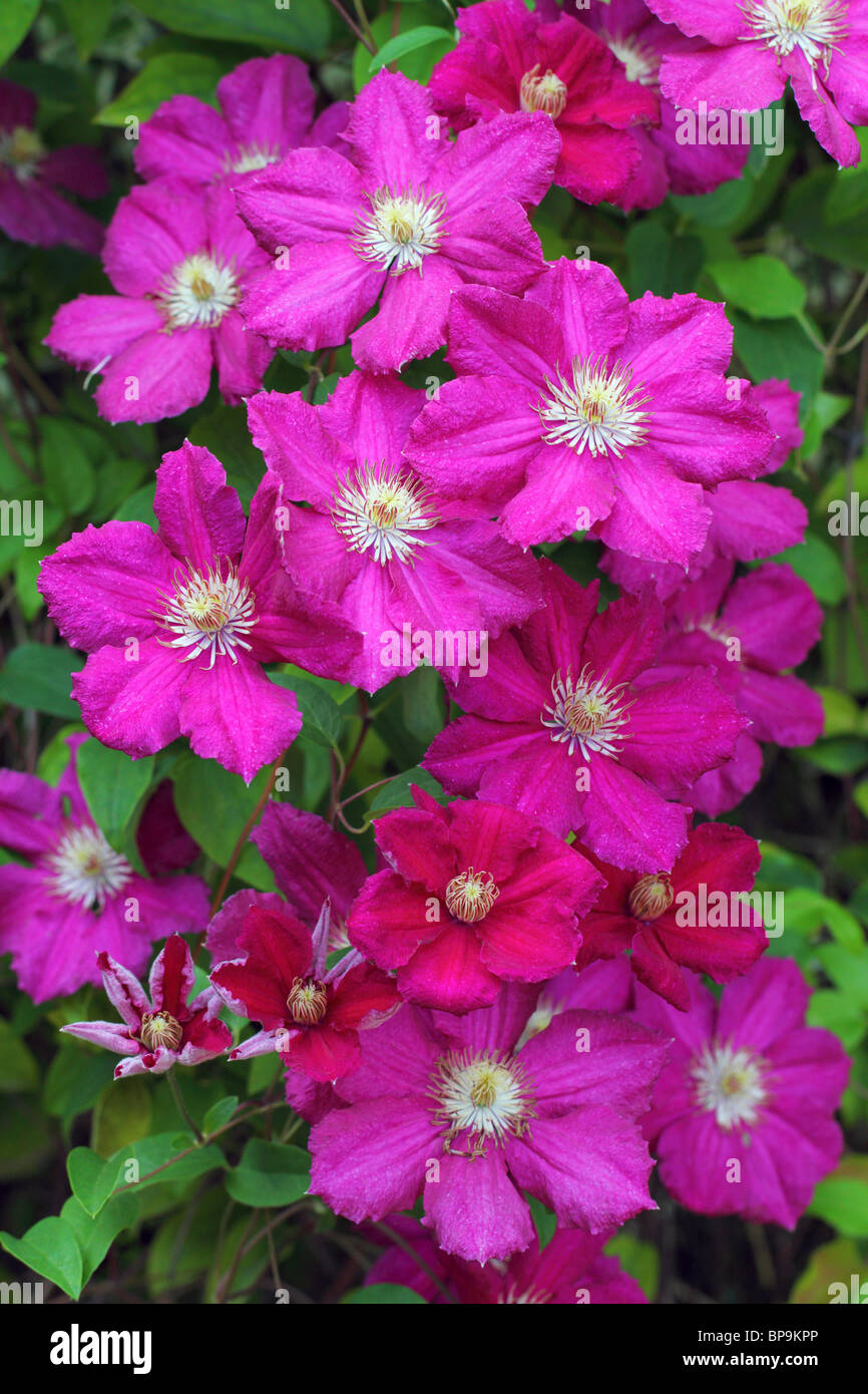 Lila Clematis Blumen hautnah Stockfoto