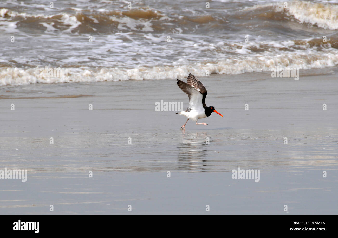 Amerikanische Austernfischer Haematopus palliatus, Feuchtgebiete, Parque Nacional da Lagoa do Peixe, Mostardas, Rio Grande do Sul, Brasilien Stockfoto