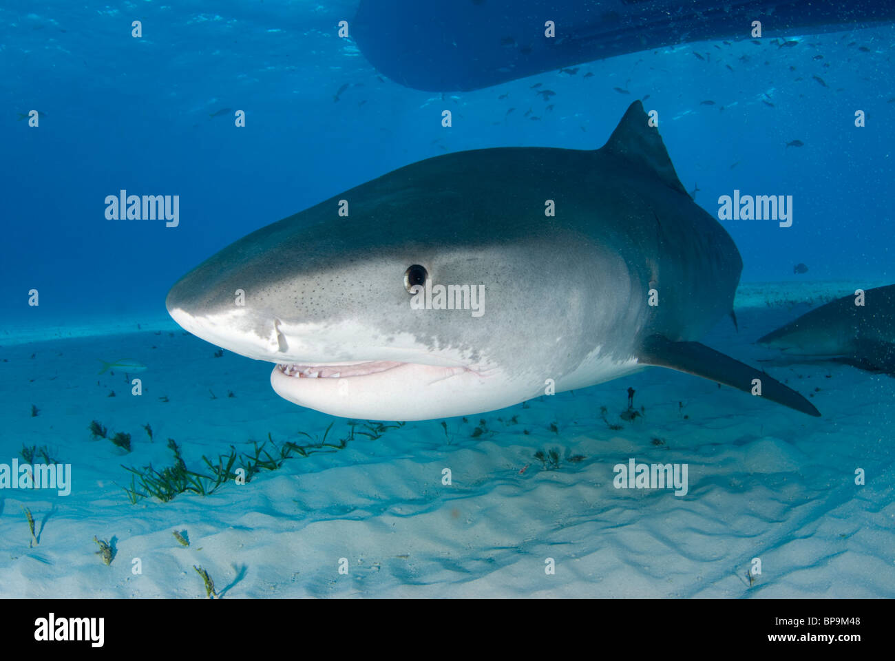 Tigerhai der Bahamas Stockfoto