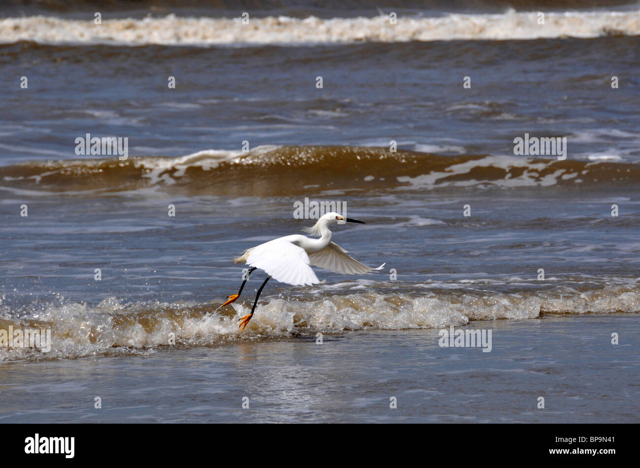 Snowy Reiher, Egretta unaufger überfliegen Strand Küste, Lagoa do Peixe Nationalpark, Mostardas, Rio Grande do Sul, Brasilien Stockfoto