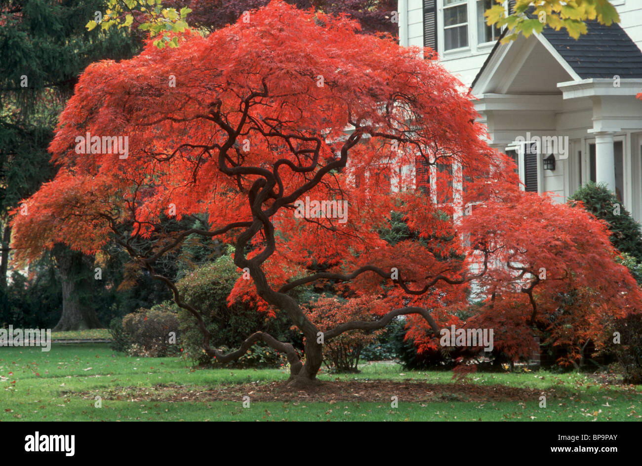 Herbst Laub japanischer Ahornbaum in lodernden rot & traditionellen Haus und Rasen, Probe Acer Palmatum Dissectum ikonischen Stockfoto