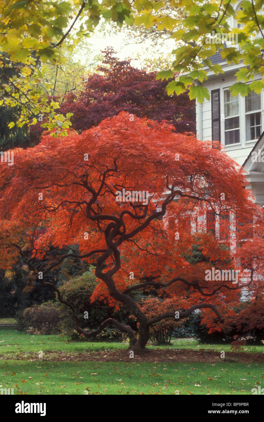 Herbst Laub japanischer Ahornbaum in lodernden rot & traditionellen Haus und Rasen, Probe Acer Palmatum Dissectum ikonischen Stockfoto