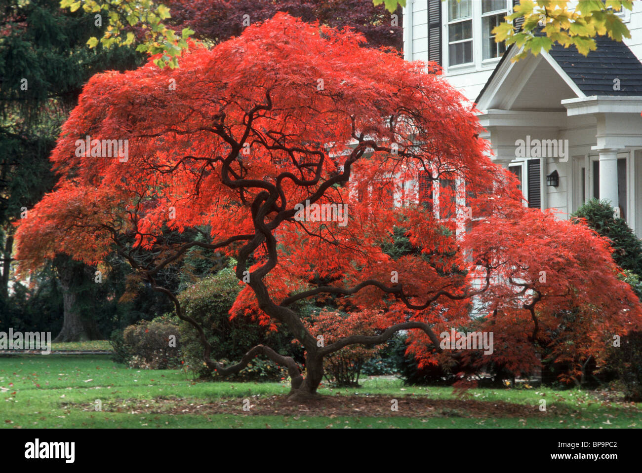 Herbst Laub japanischer Ahornbaum in lodernden rot & traditionellen Haus und Rasen, Probe Acer Palmatum Dissectum ikonischen Stockfoto