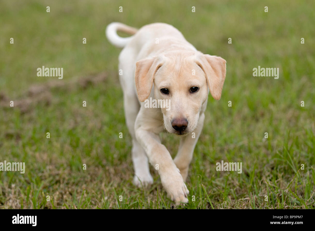 Labrador Welpen Hund Stockfoto