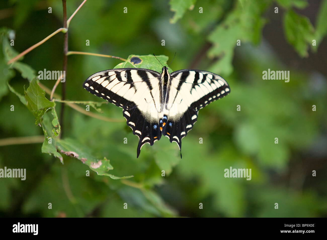 Western Tiger Schwalbenschwanz Schmetterling (Tapilio Rutulus) - USA Stockfoto