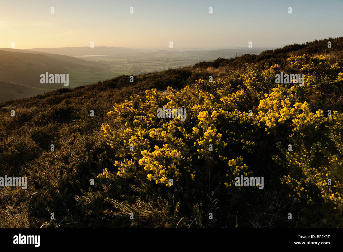 Gelbe Blüte gemeinsame Stechginster (Ulex Europaeus) wächst auf Crook Peak, North Somerset. Stockfoto