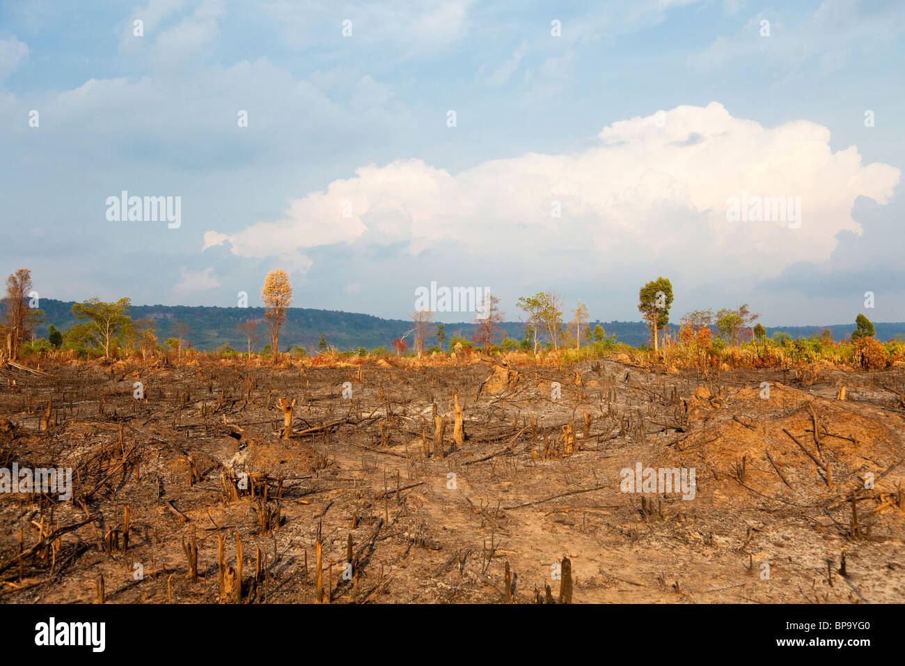 Brannte der Wald in der Nähe von Phnom Kulen Gebirge verwendet für den landwirtschaftlichen Anbau - Provinz Siem Reap, Kambodscha Stockfoto