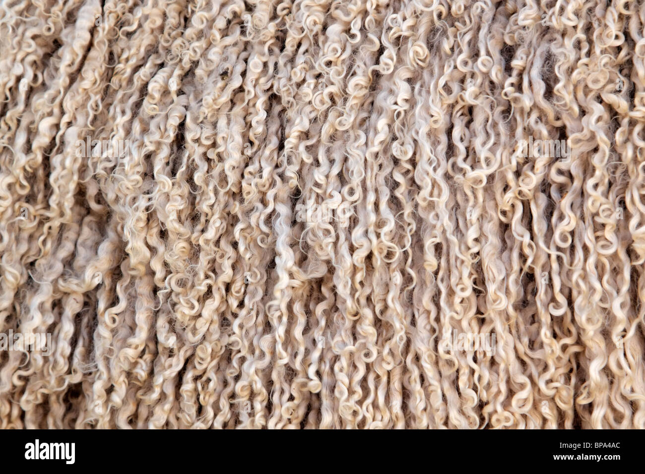Angora-Ziege Wolle (Mohair) Hintergrund Stockfoto