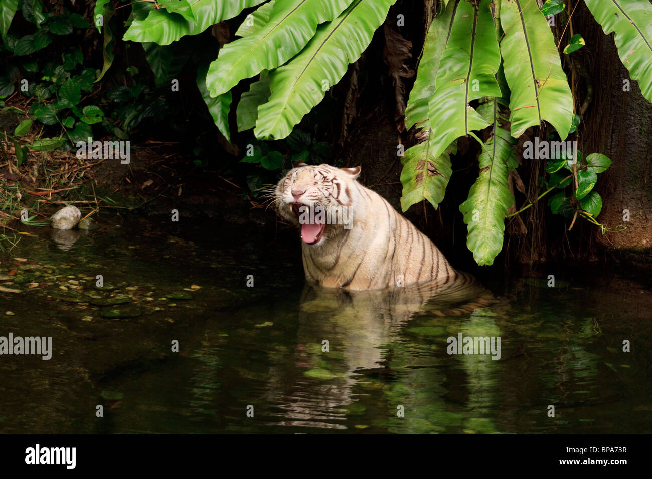 Ein weißer Tiger, ein Gähnen und ein kühles Bad im Wasser im Zoo von Singapur zu genießen. Stockfoto