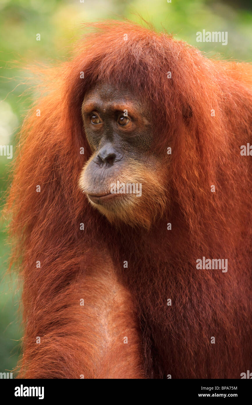 Ein Sumatra Orang-Utan im Zoo von Singapur. Stockfoto