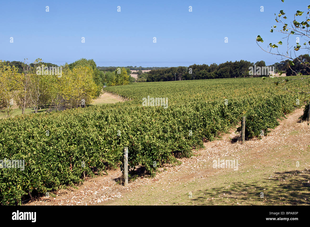 Reben Mad Fish Weinberg Margaret River Western Australia, Australia Stockfoto