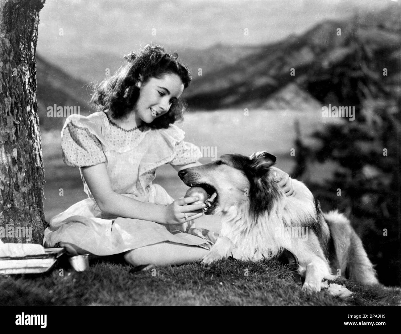 ELIZABETH TAYLOR, LASSIE, LASSIE COME HOME, 1943 Stockfoto