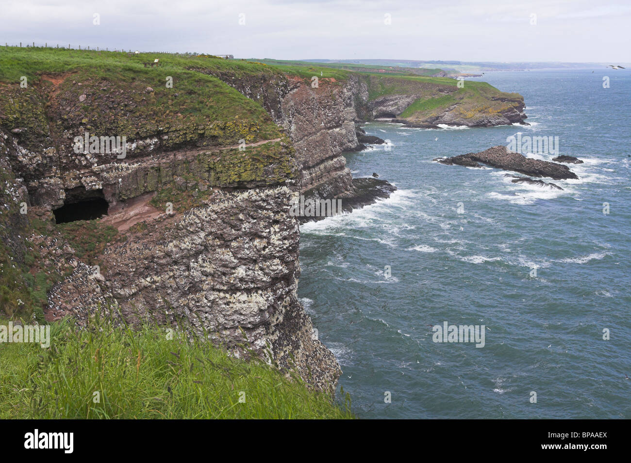 Nistenden Seevögel auf alten roten Sandstein Klippen bei Fowlsheugh RSPB Natur in Kincardineshire, Schottland im Juni reservieren. Stockfoto