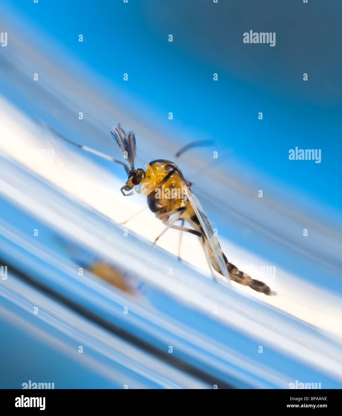 Makro Nahaufnahme von einer Mücke in der Profilansicht Stockfoto