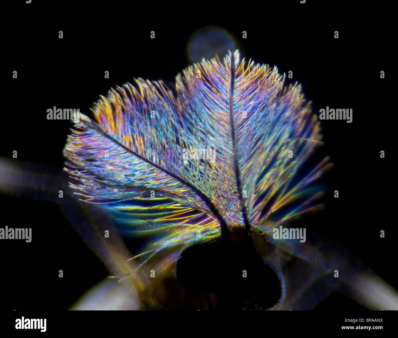 Hohen Makro Nahaufnahme von Midge Antennen Hintergrundbeleuchtung zeigt Regenbogen Interferenzmuster Stockfoto