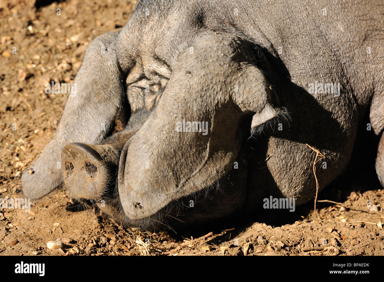 Schlaf - A pig sonnen sich in der Sommersonne Stockfoto