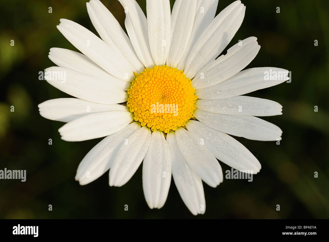 Weißen Ochsen-Auge Daisy Blumen wachsen im Médoc, Südwest-Frankreich Stockfoto