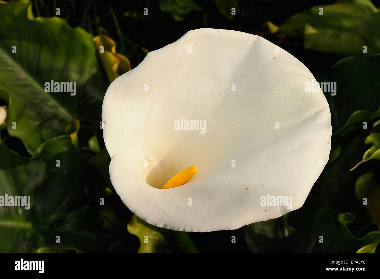 Arum Blume im Médoc, Südwest-Frankreich Stockfoto