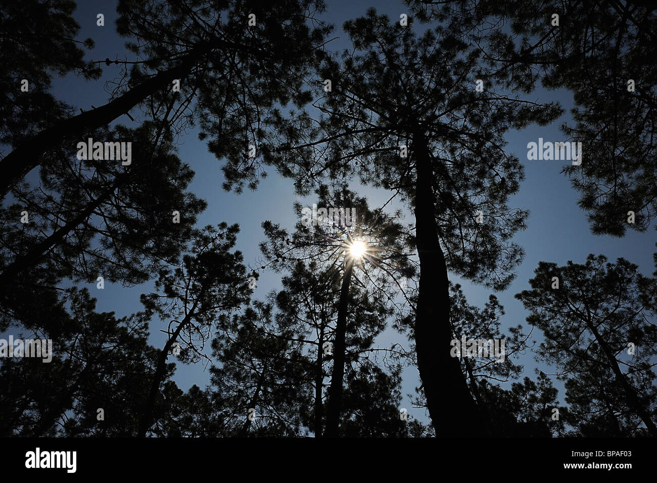 Strahlen der Sonne durch Pinien, Médoc, Südwest-Frankreich Stockfoto