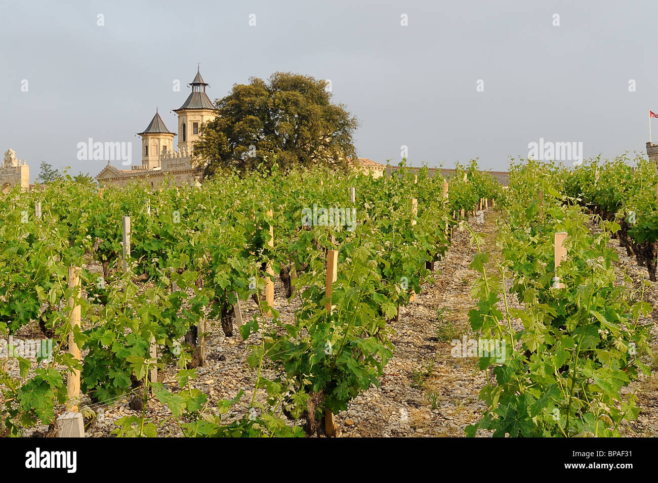 Saint Estephe Weingut mit Reben im Médoc Region, Frankreich Stockfoto