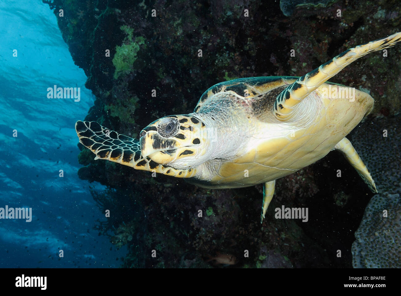 Unechte Karettschildkröte aus Brother Islands, Rotes Meer, Ägypten Küste Stockfoto