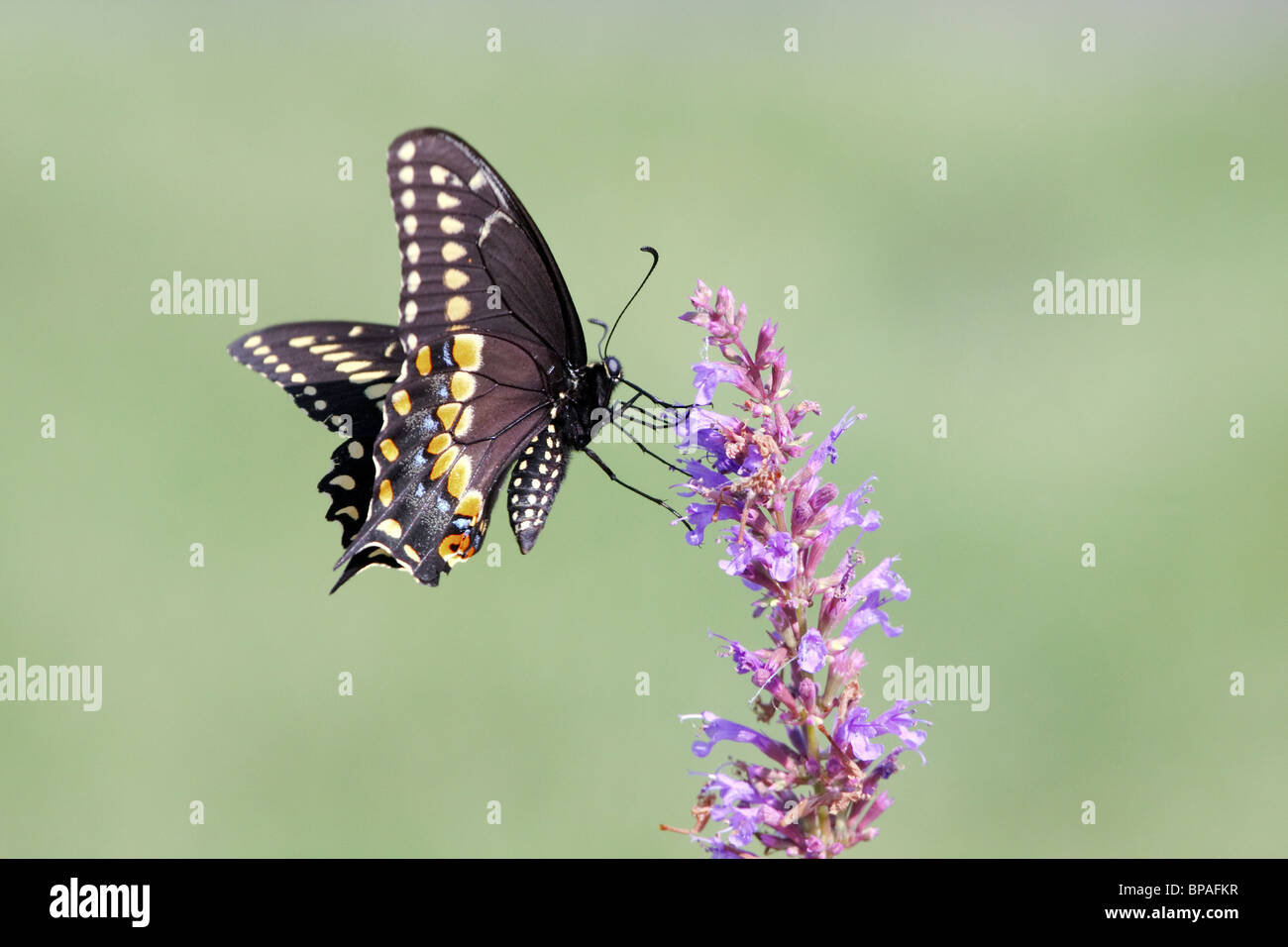 Schwarzen Schwalbenschwanz Schmetterling, Papilio Polyxenes, Fütterung in lila Blüten. New Jersey, USA, Nordamerika Stockfoto