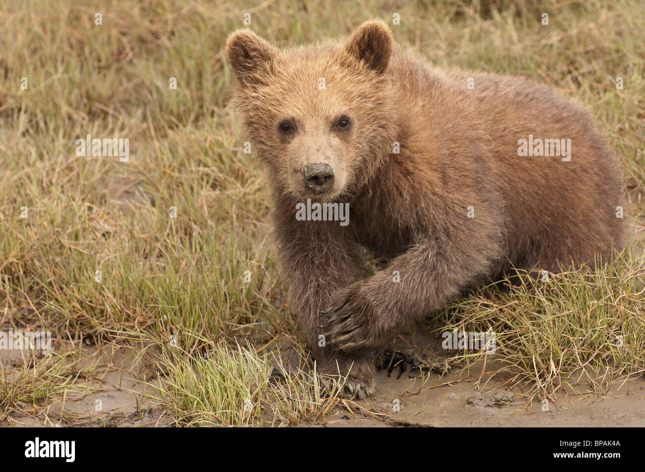 Fotoarchiv der ein Alaskan Brown Bear Cub sitzen in kurzen Gräsern, Lake-Clark-Nationalpark, Alaska. Stockfoto