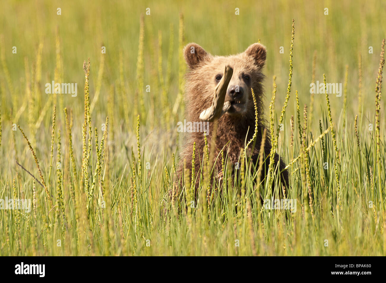 Stock Foto von ein Alaskan Brown Bear Cub auf einer Wiese Segge. Stockfoto