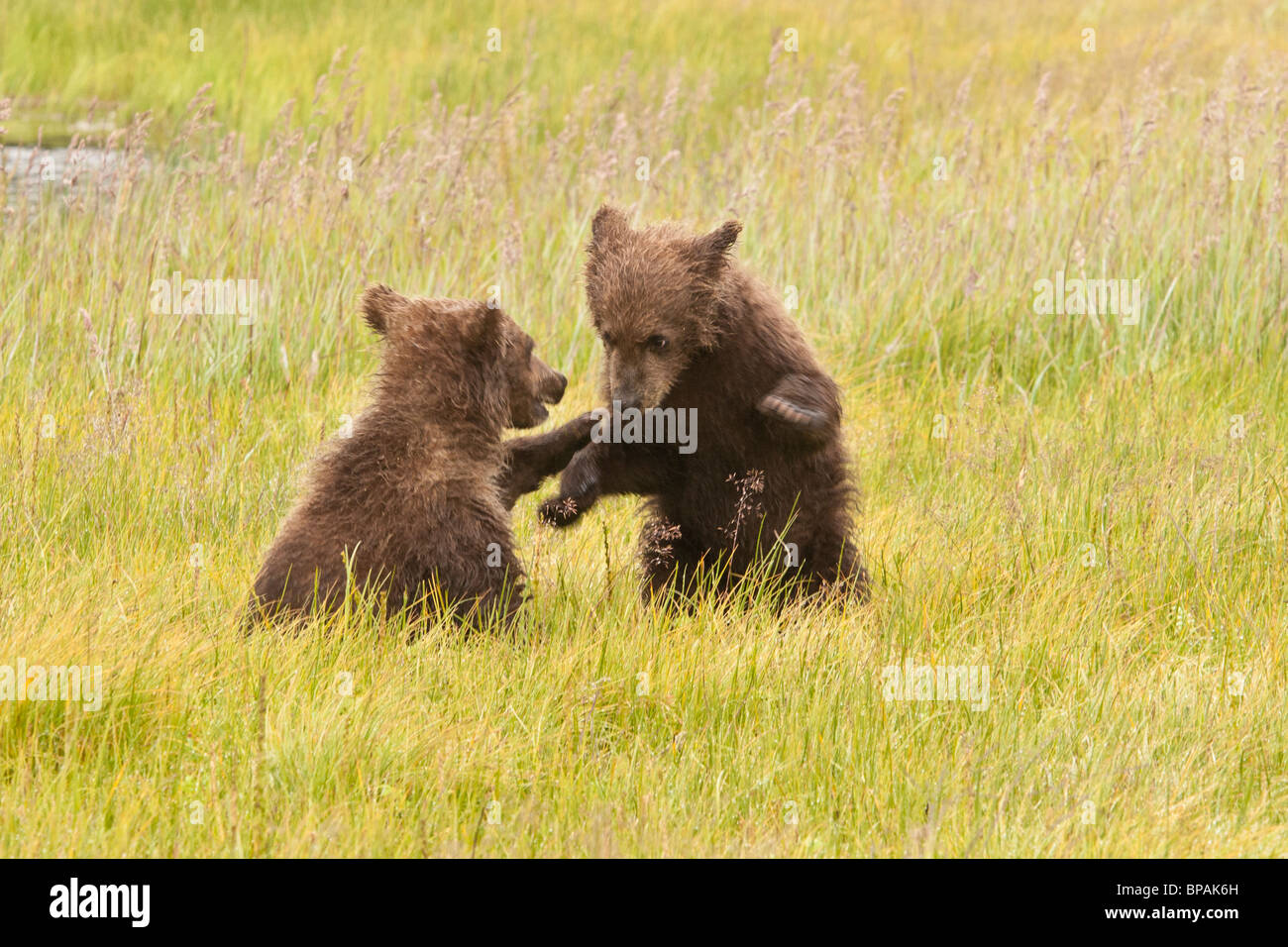 Stock Foto von zwei Alaskan Küsten Braunbär jungen auf einer Wiese spielen. Stockfoto