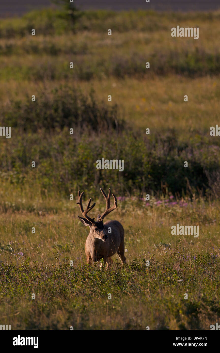 Waterton Nationalpark Alberta Kanada und Glacier Nationalpark Montana USA Stockfoto