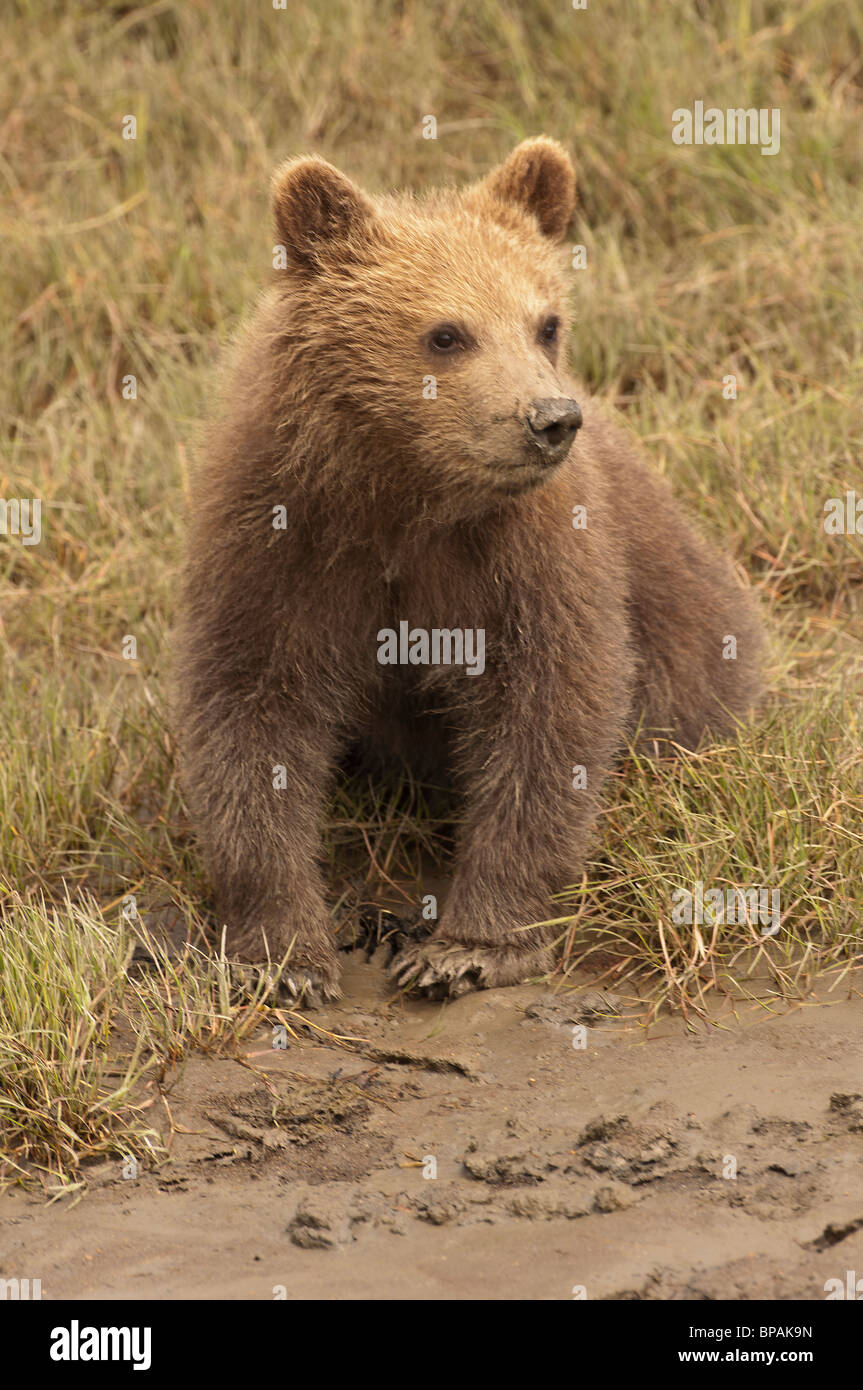 Fotoarchiv der ein Alaskan Brown Bear Cub sitzen in kurzen Gräsern, Lake-Clark-Nationalpark, Alaska. Stockfoto