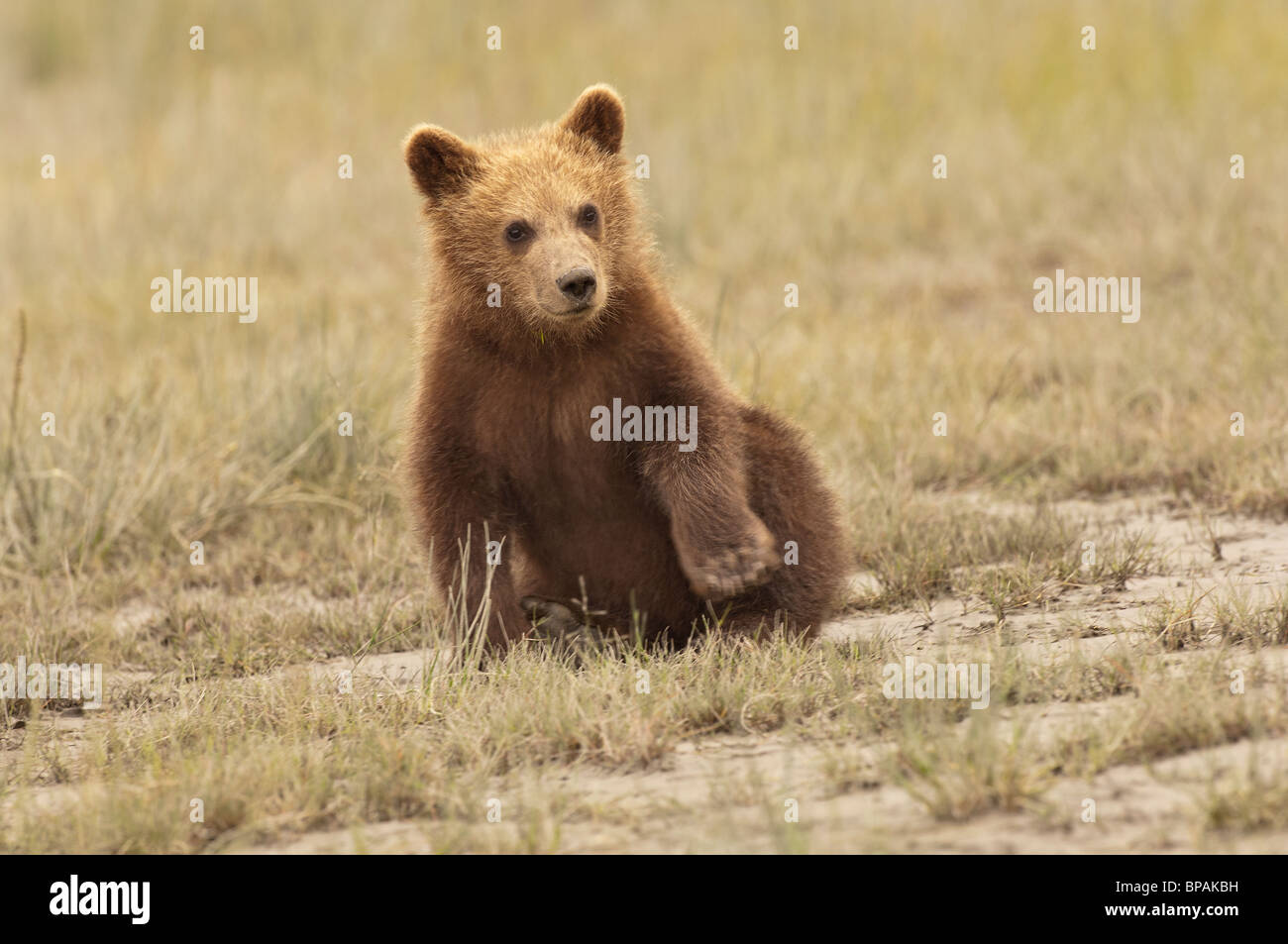 Fotoarchiv der ein Alaskan Brown Bear Cub sitzen in kurzen Gräsern, Lake-Clark-Nationalpark, Alaska. Stockfoto