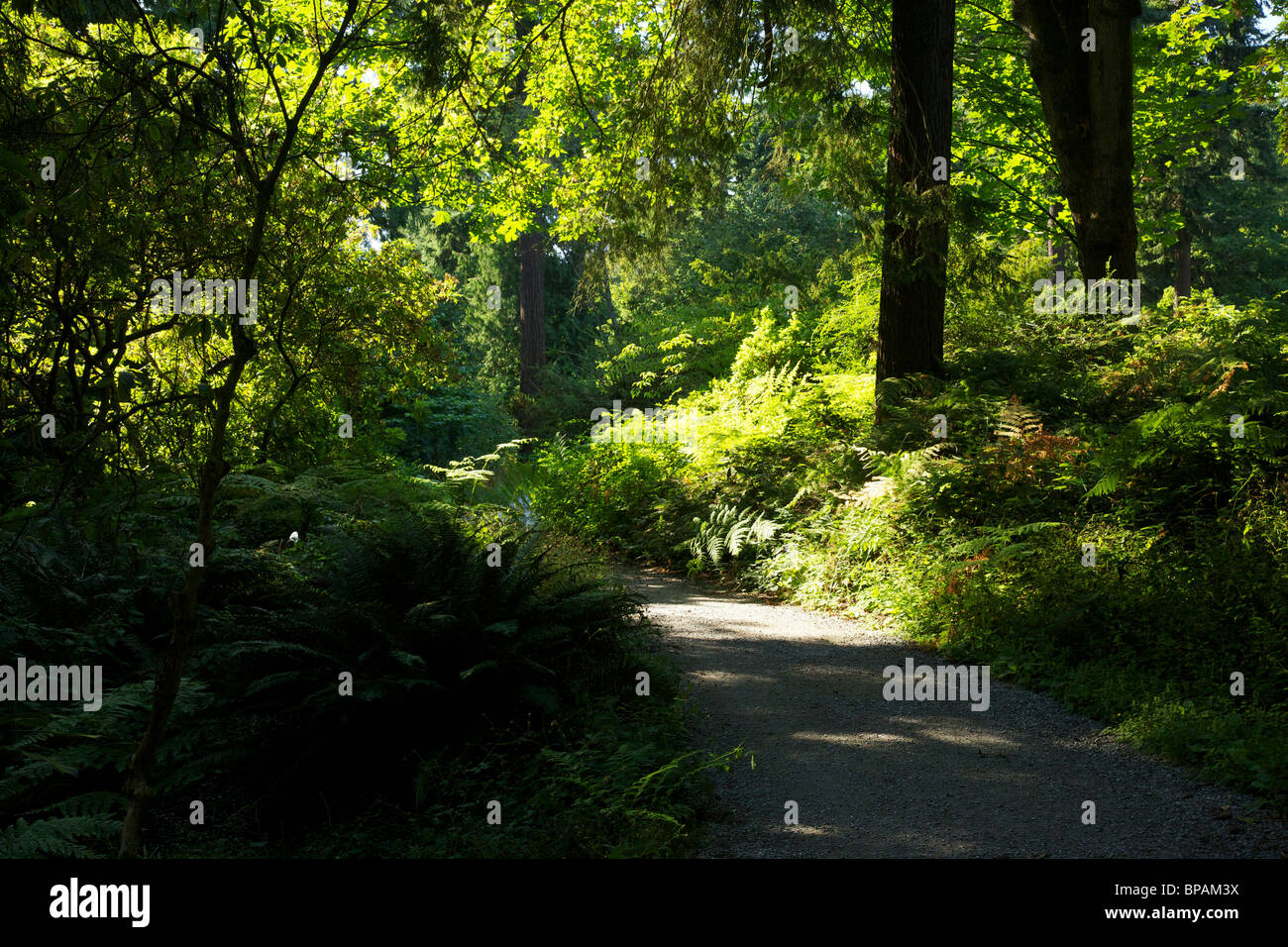 Einsamen Weg. Washington Park Arboretum, Seattle, Washington Stockfoto