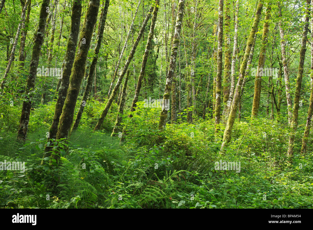 Üppige Wälder und Schachtelhalme. Flammende Geysir State Park, Washington. Stockfoto