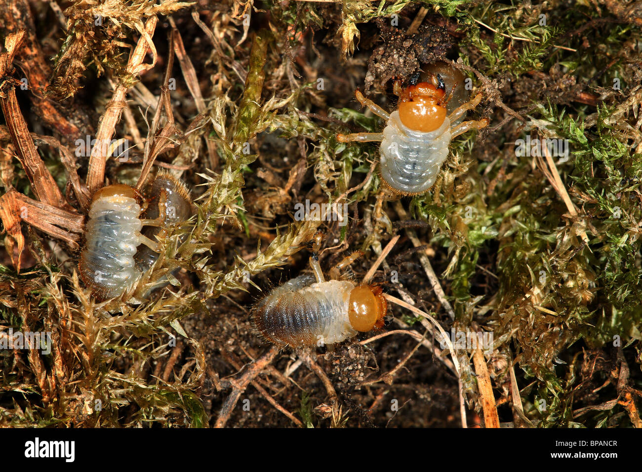 Chafer Käfer Larven oder Larven, die den Rasen der Rasen durch den Verzehr von der Wurzeln zu zerstören. Stockfoto