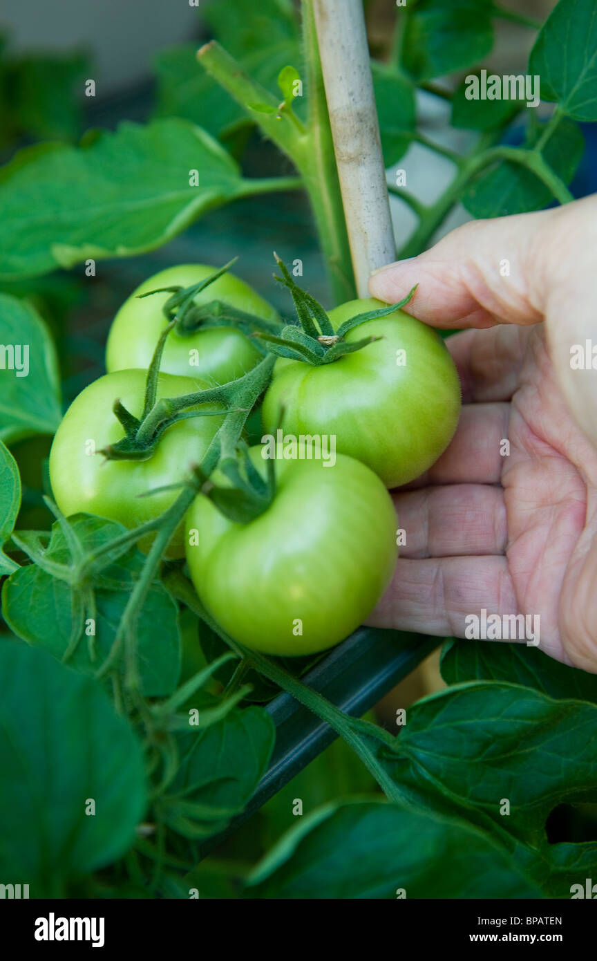 grüne Tomaten im Gewächshaus Stockfoto