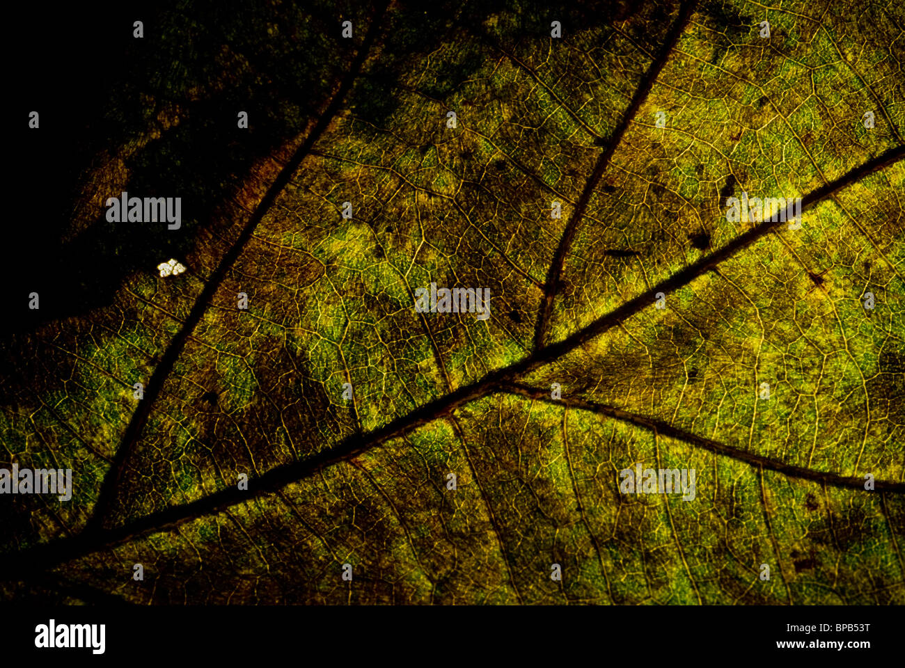 Grunge Blatt Vene, halbe welkes Blatt mit detaillierten Vene. Stockfoto