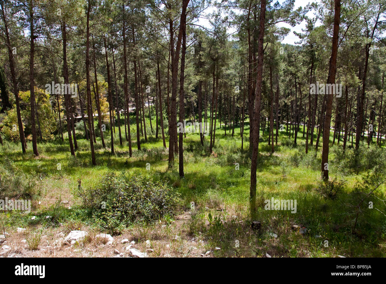 Israel, Ramat Menashe, Nahal Hashofet Naturschutzgebiet Stockfoto