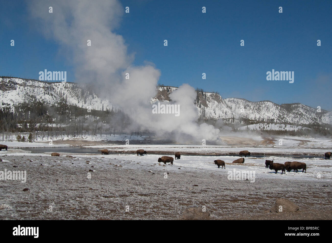 USA, Wyoming. Yellowstone-Nationalpark. Wild Yellowstone Bison im Winter neben dampfend heiße Thermalquelle. Stockfoto
