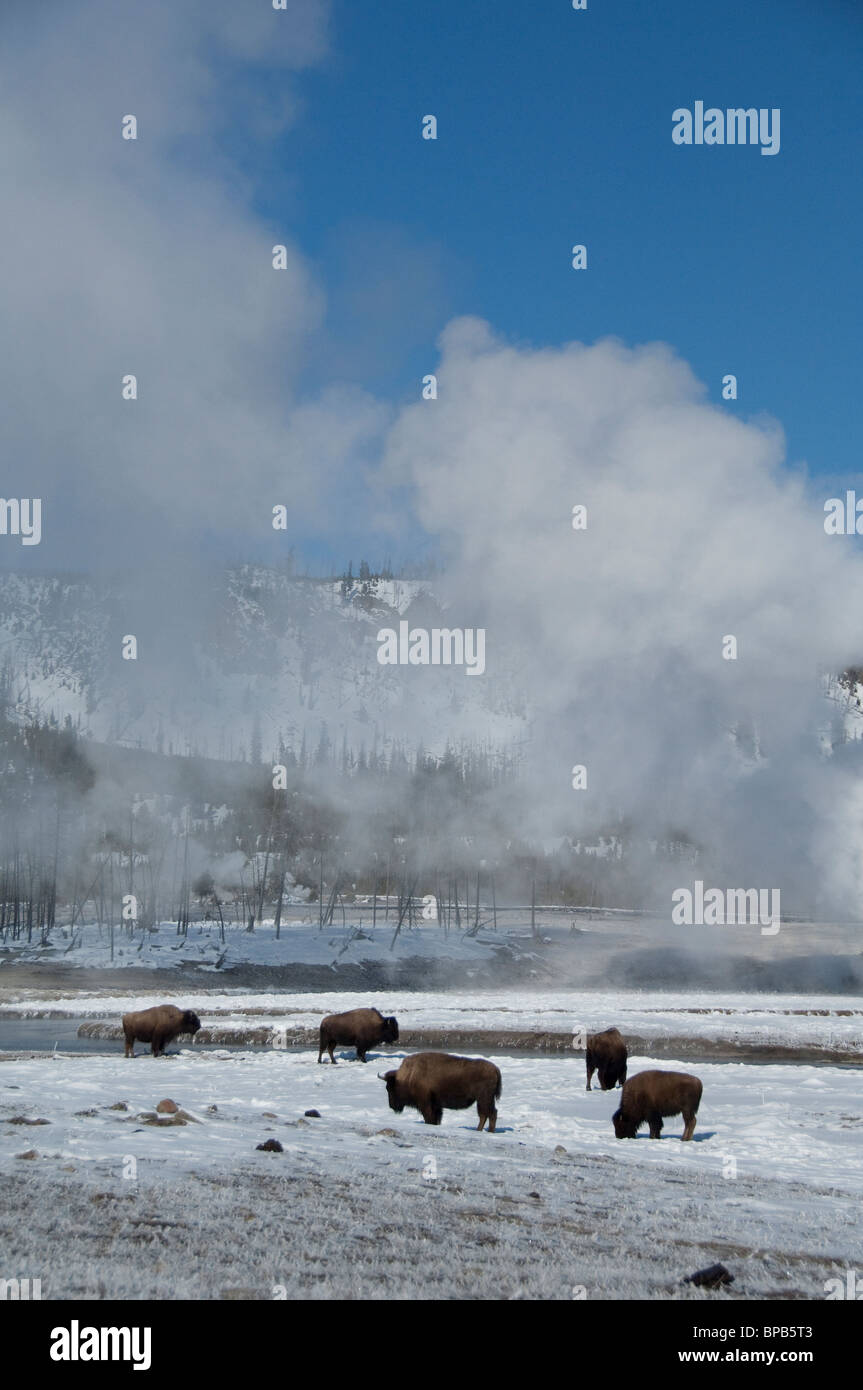 USA, Wyoming. Yellowstone-Nationalpark. Wild Yellowstone Bison im Winter neben dampfend heiße Thermalquelle. Stockfoto