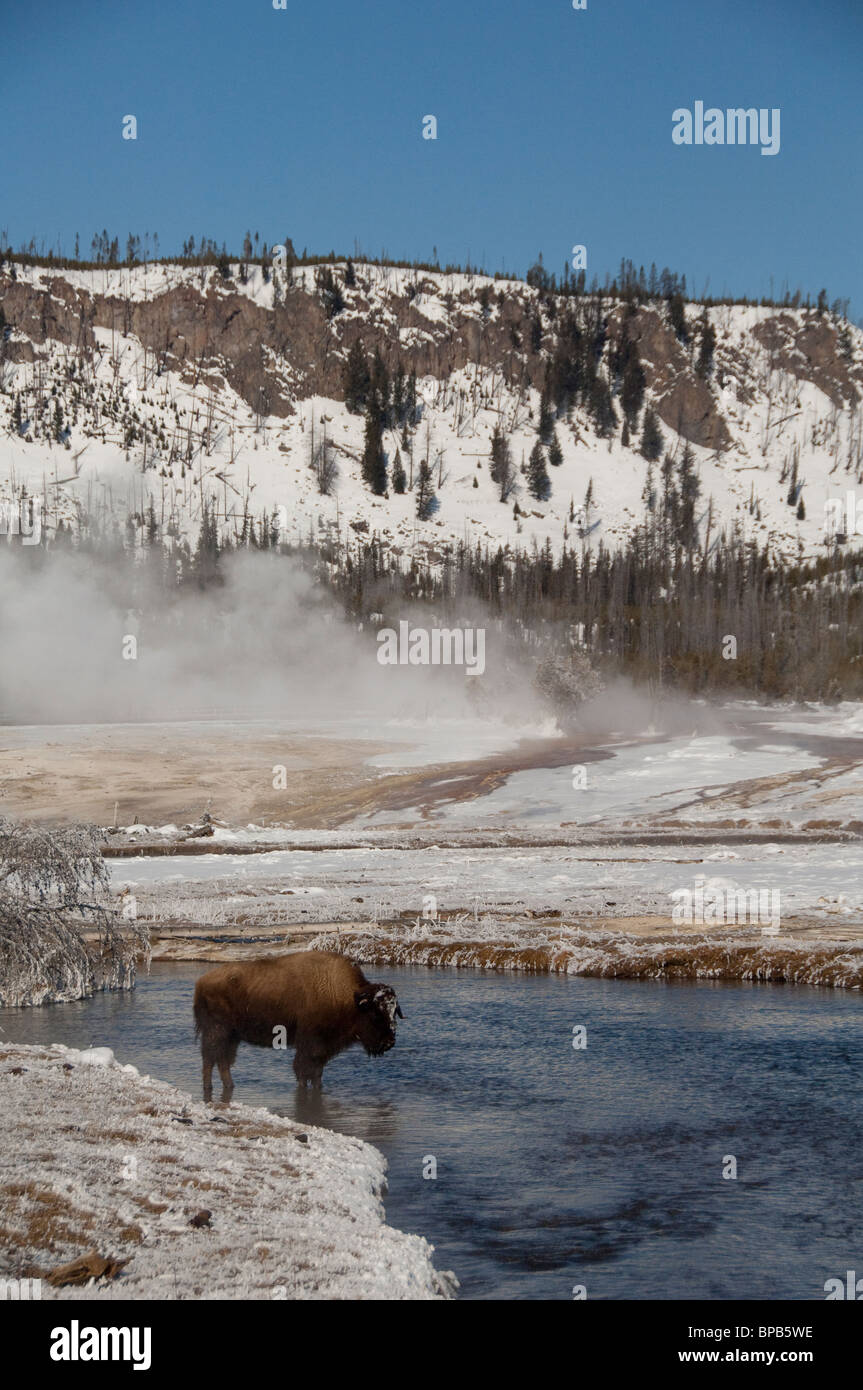 USA, Wyoming. Yellowstone-Nationalpark. Wild Yellowstone Bison im Winter neben dampfend heiße Thermalquelle. Stockfoto