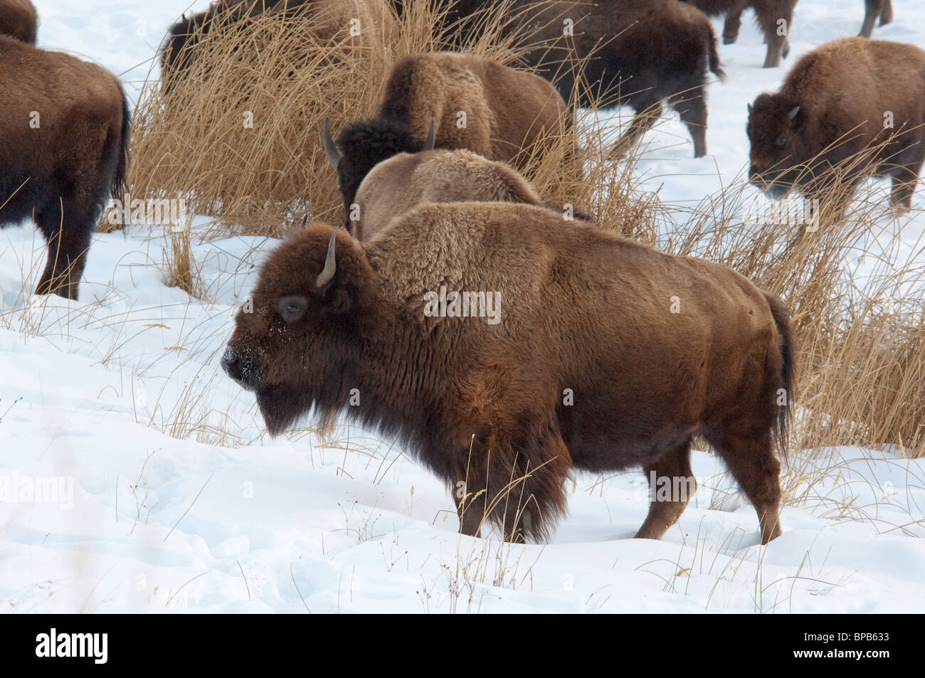 USA, Wyoming. Yellowstone-Nationalpark. Wild Yellowstone Bison im Winter. Stockfoto