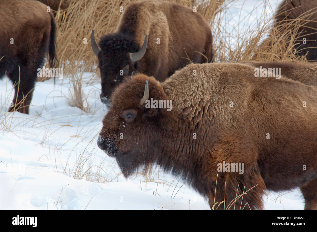 USA, Wyoming. Yellowstone-Nationalpark. Wild Yellowstone Bison im Winter. Stockfoto