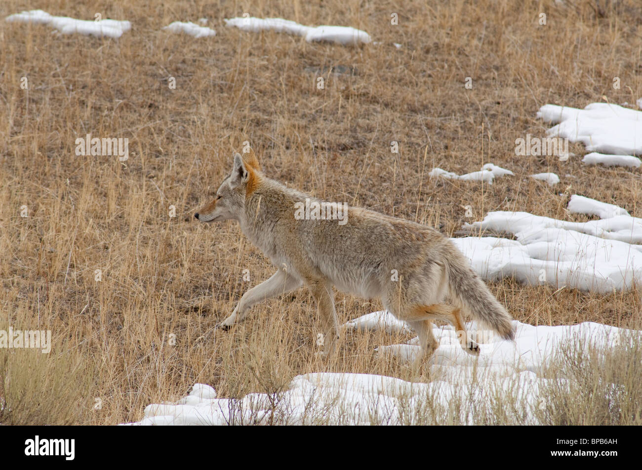 USA, Wyoming. Yellowstone-Nationalpark. Lamar Valley. Wilden Kojoten (Canis Latrans) im Winter. Stockfoto
