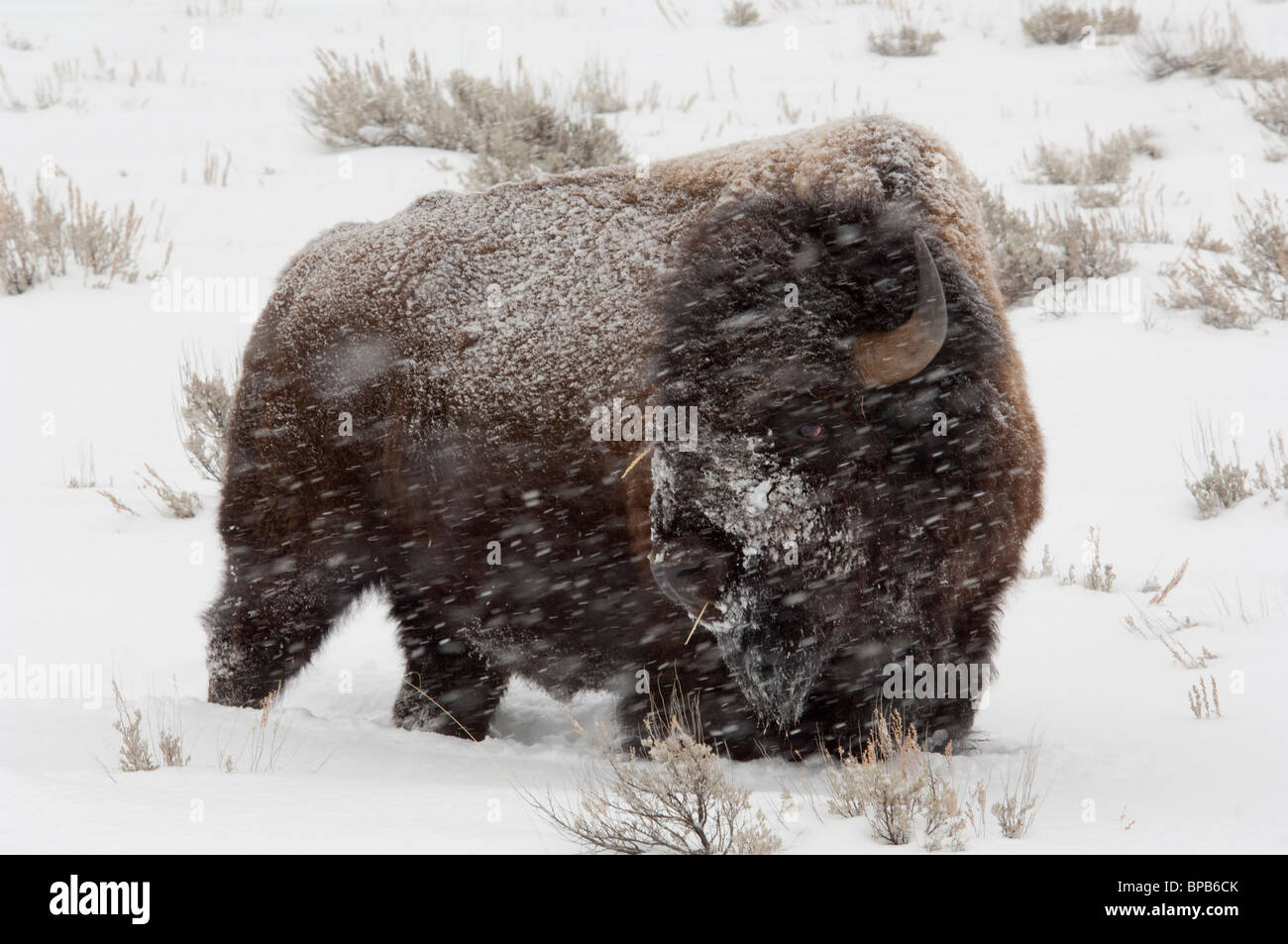 USA, Wyoming. Yellowstone-Nationalpark. Wild Yellowstone Bison (männlich) in Wintersturm. Stockfoto