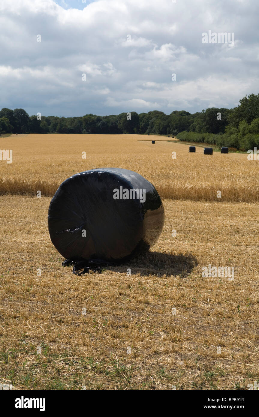 Ballen von Erntegut in schwarzen Plastiktüten, Silage zu erstellen, wie Bauernhof Tiere Vieh füttern und Futter gespeichert. Stockfoto