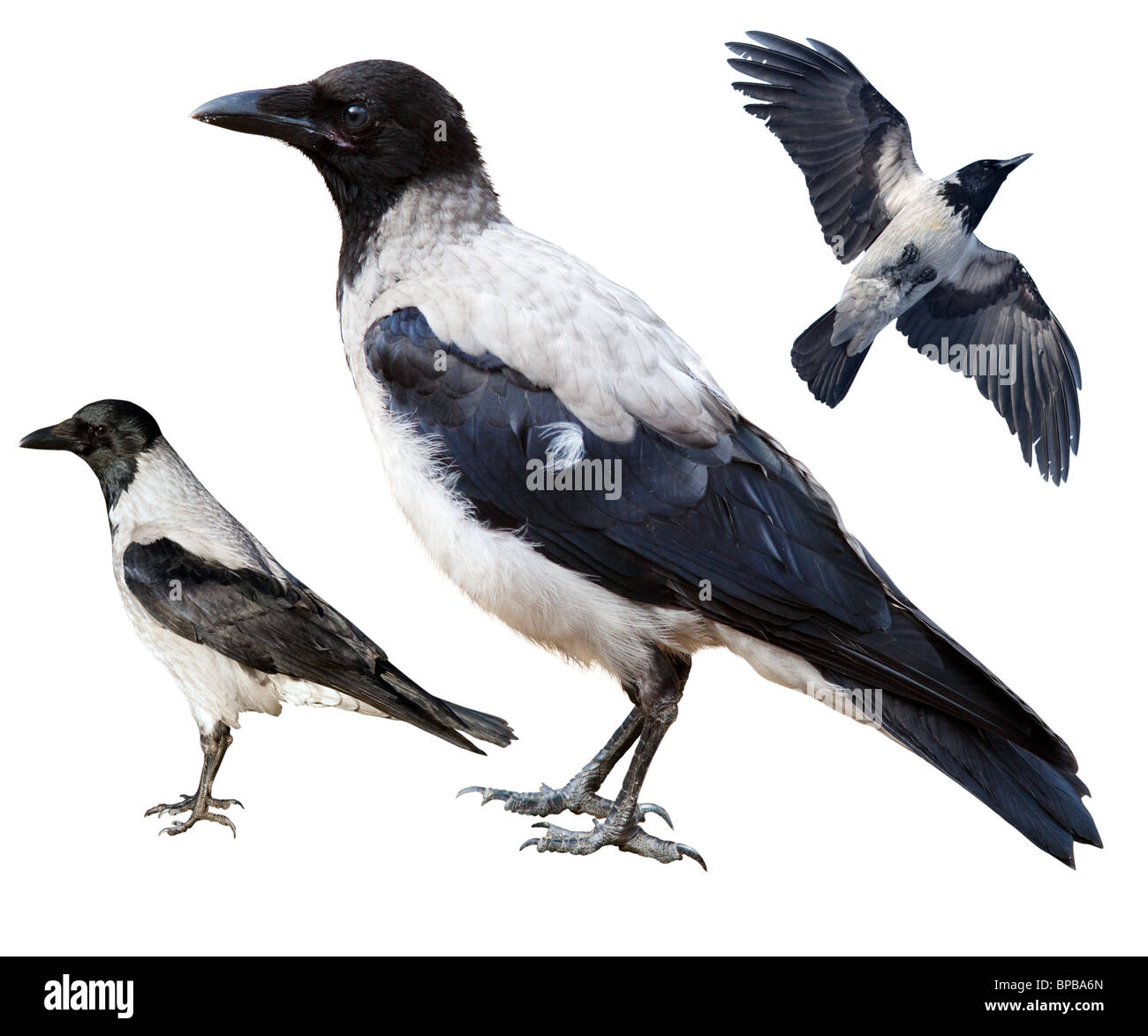 Ein Rabe auf einem weißen Hintergrund, eine Collage aus drei Fotos grau: die Erwachsenen Individuum, ein Jungvogel, ein Rabe im Flug. Stockfoto