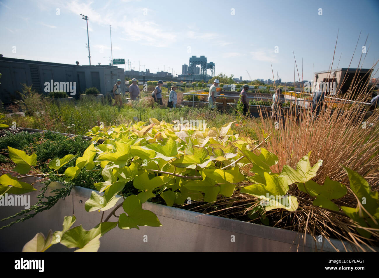 5 Boro Green Roof Garden auf dem Dach des Verwaltungsgebäudes NYC Parks and Recreation Department auf Randall es Island in New York Stockfoto